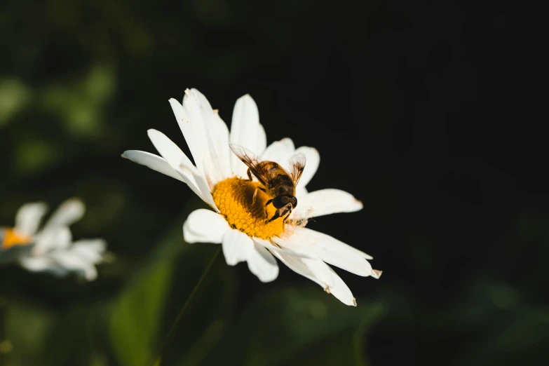 a bee on the white flower of a daisy