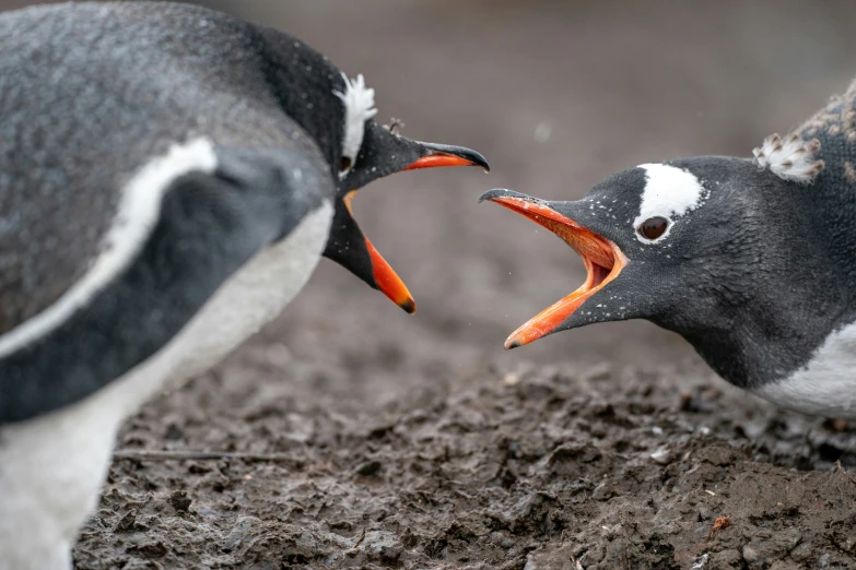 two birds have sharp beaks in their mouths