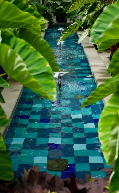 an image of a stream of water through some greenery