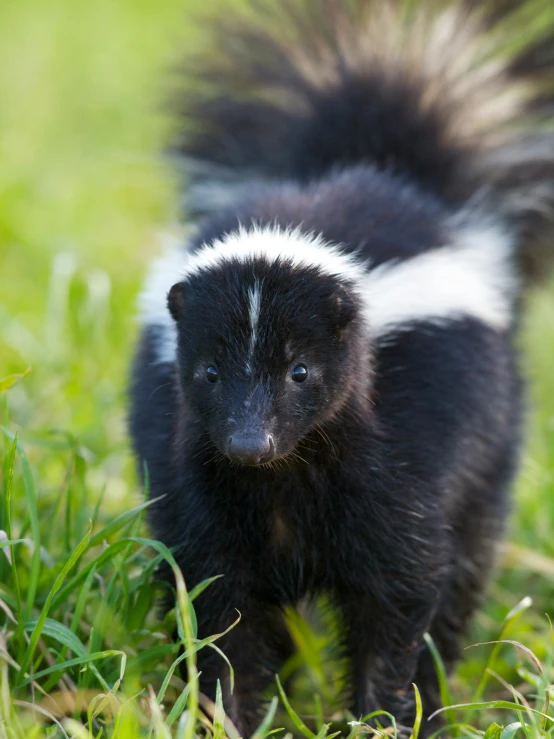 small furry black and white animal in grassy field