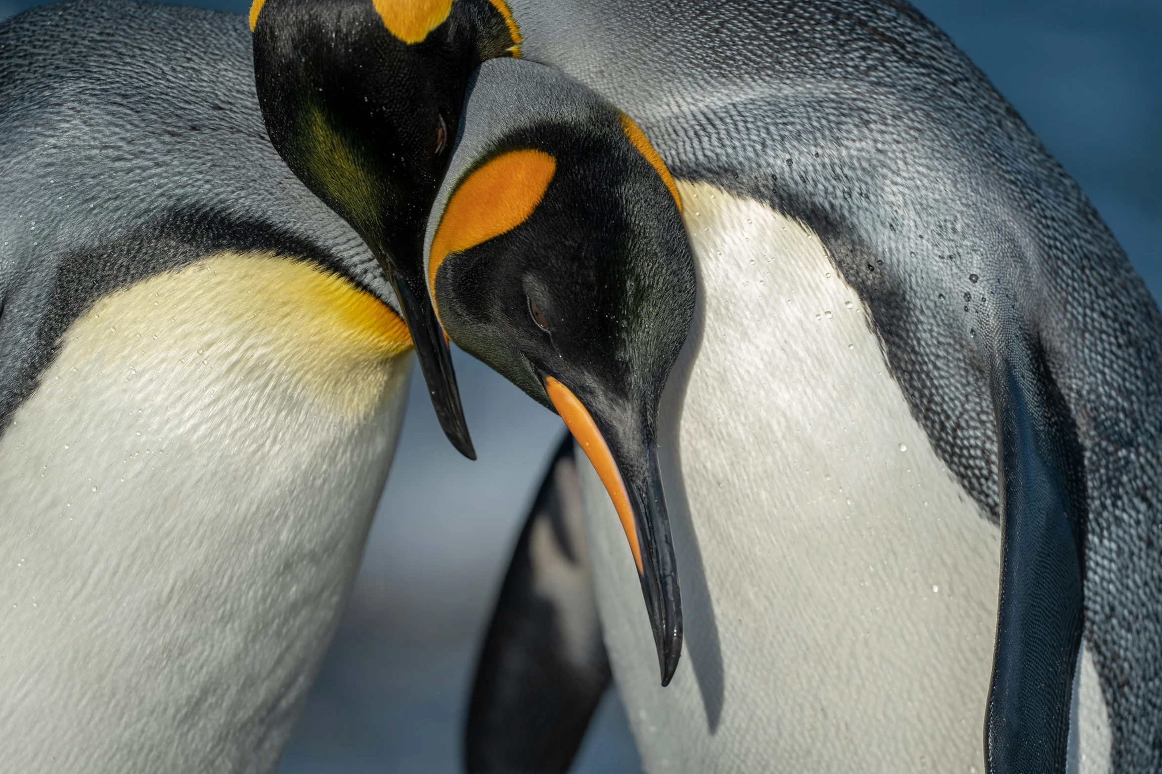 two penguins are standing next to each other