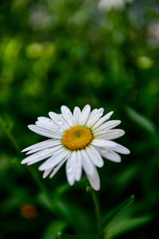 there is a white daisy that is blooming in the sun