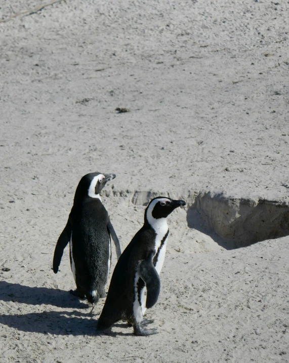 two penguins stand side by side on the sand