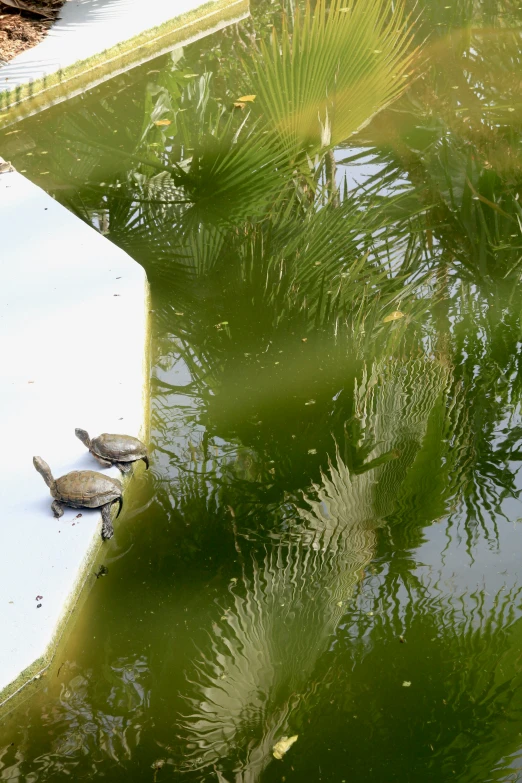 two birds sitting on the side of a pond near some water