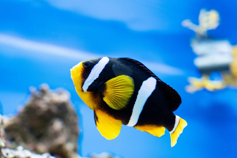 an orange and black fish swimming in an aquarium