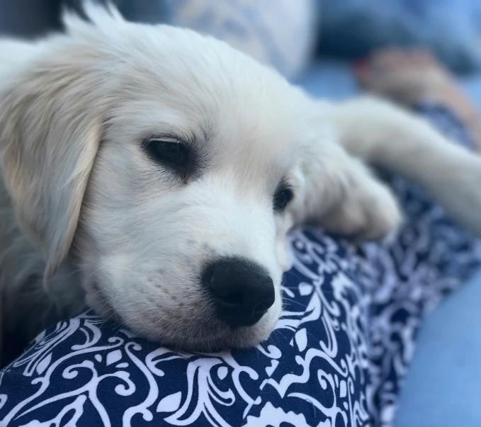 a white dog is laying on a pillow