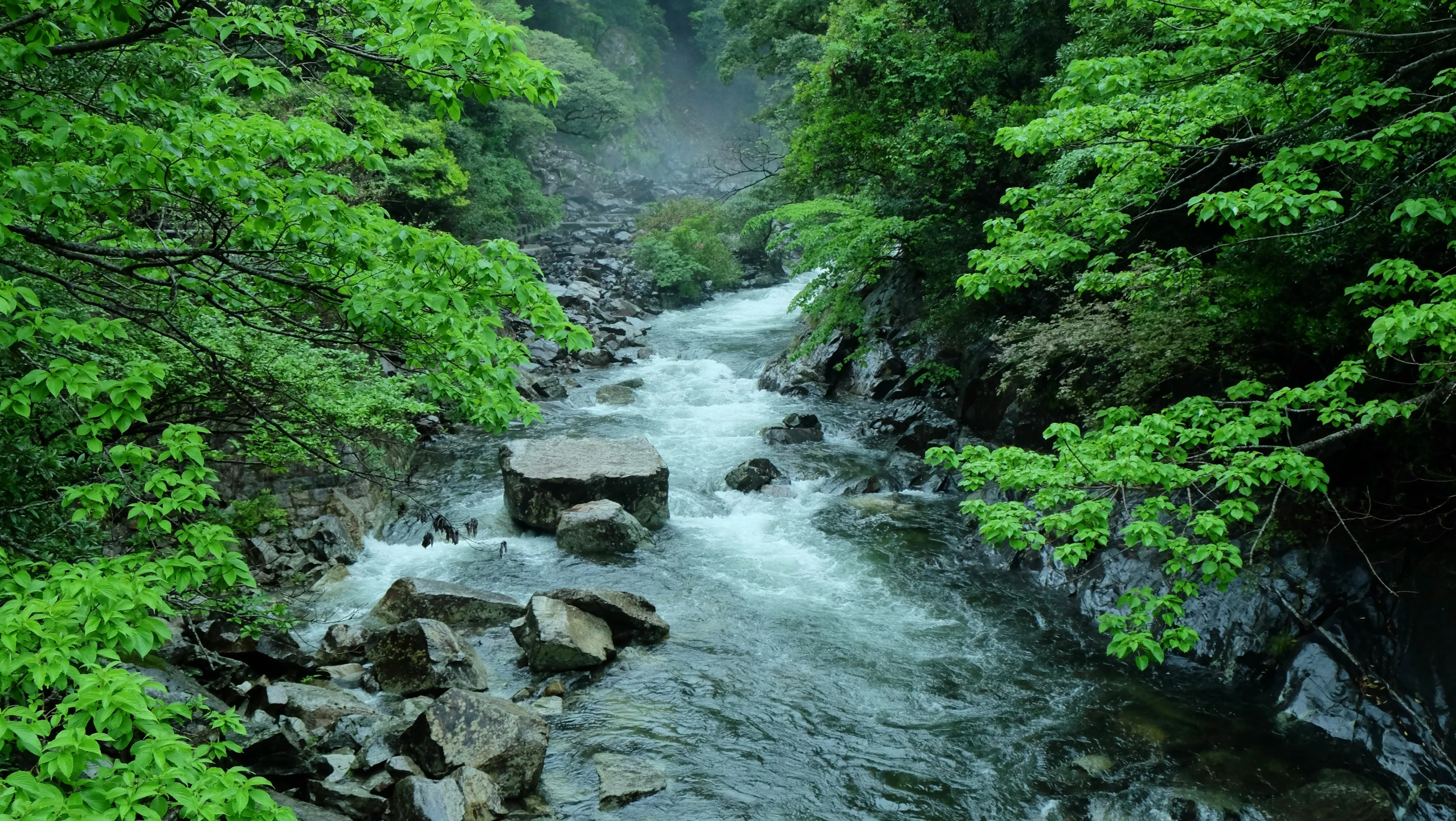 a small stream in a lush green forest