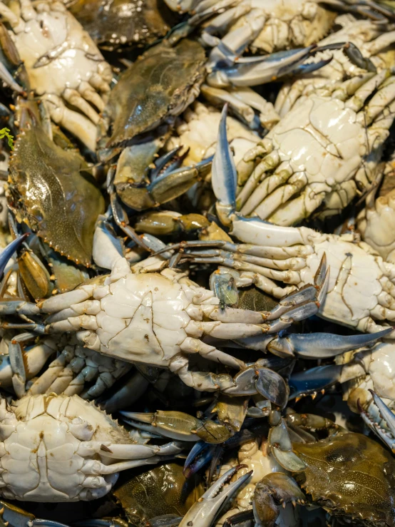 closeup of a pile of crabs lying on the sand