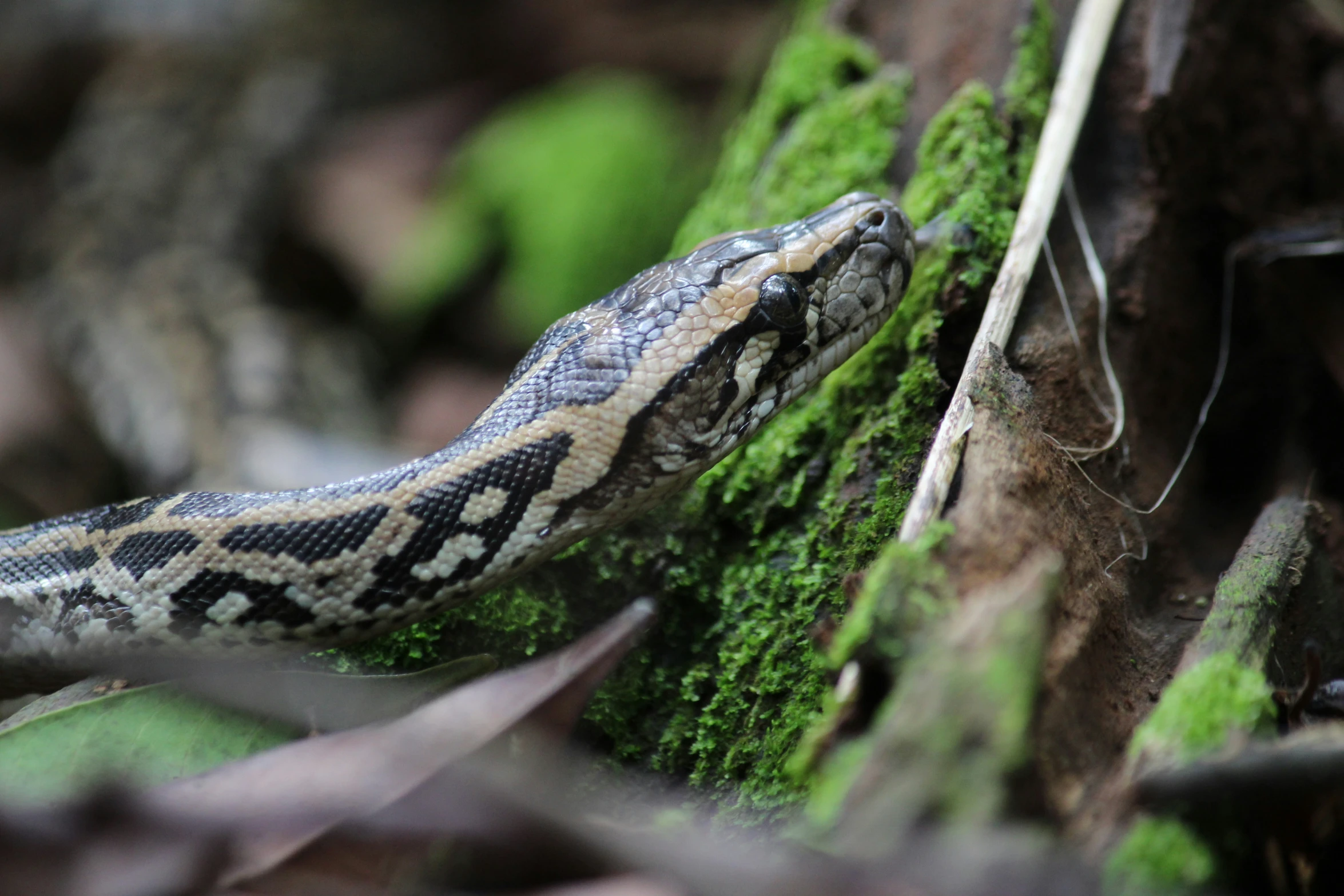 a lizard is climbing on the side of a mossy tree