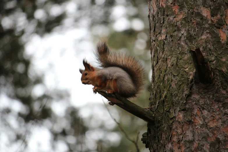 a close up of a tree nch with a squirrel sitting on it's limb