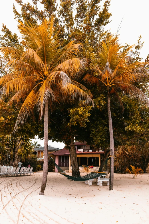 a couple of trees on a sandy beach