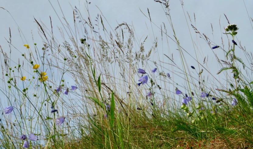 wild flowers growing out of the sand dunes