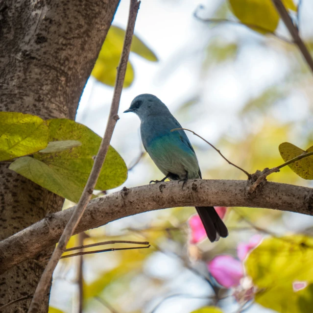 a blue bird sitting on the nch of a tree