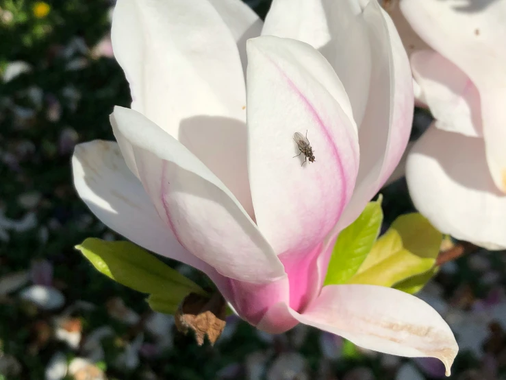 the pollen on the petals of a pink and white flower