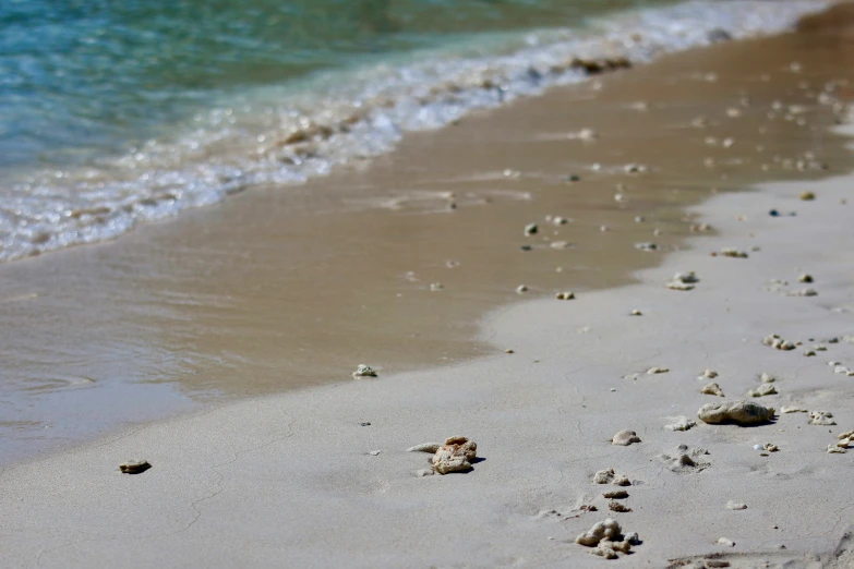 sand, shells and seaweed along the ocean's edge