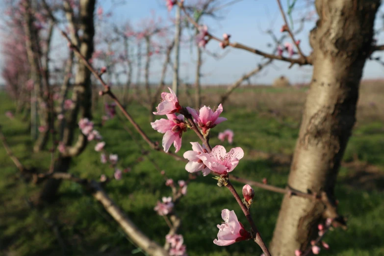 blossoming pink flowers stand on the nch of a tree in a field