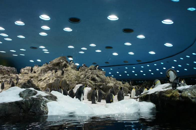 many penguins walk around inside an indoor zoo