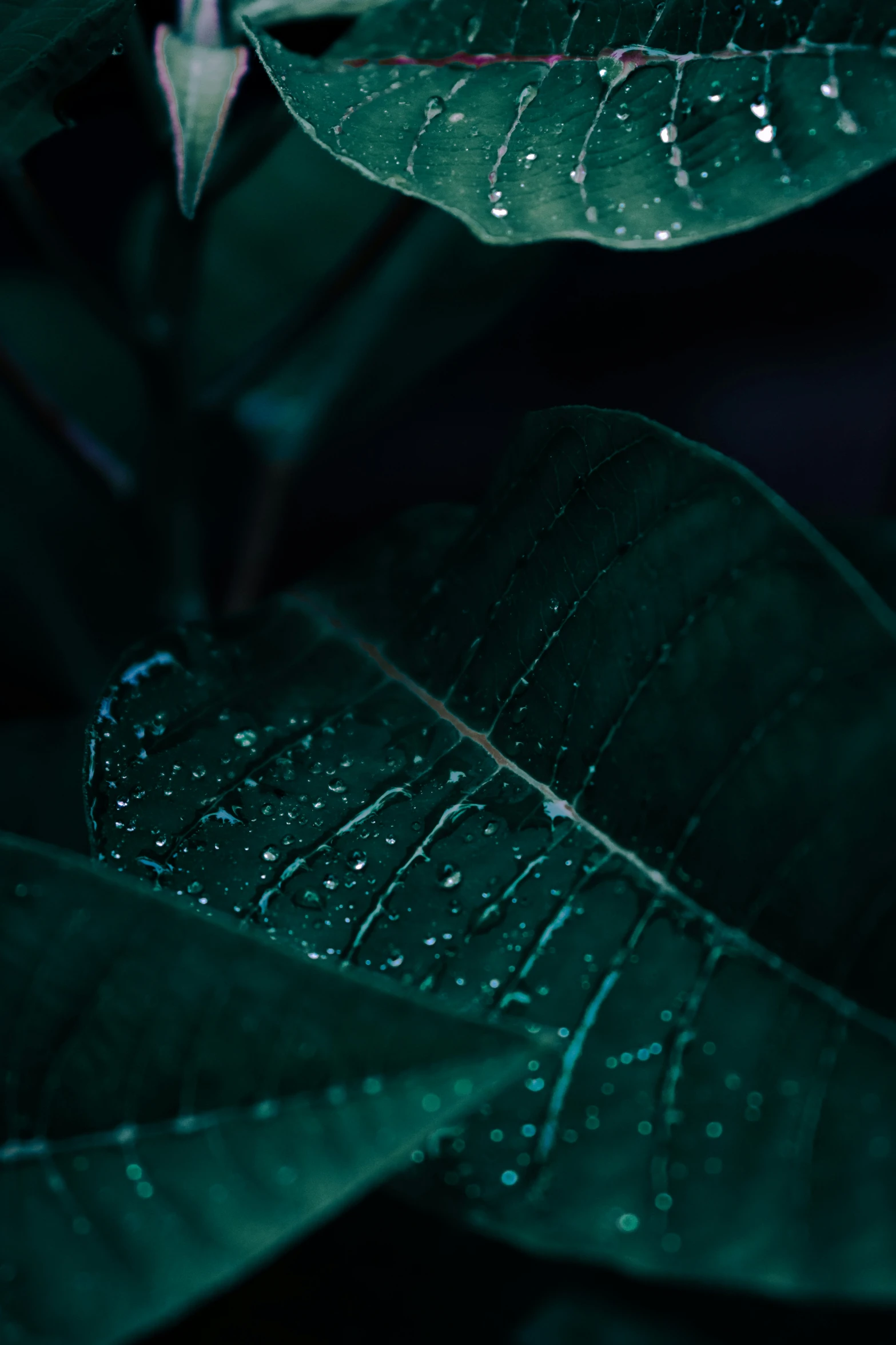 a plant with water droplets on it