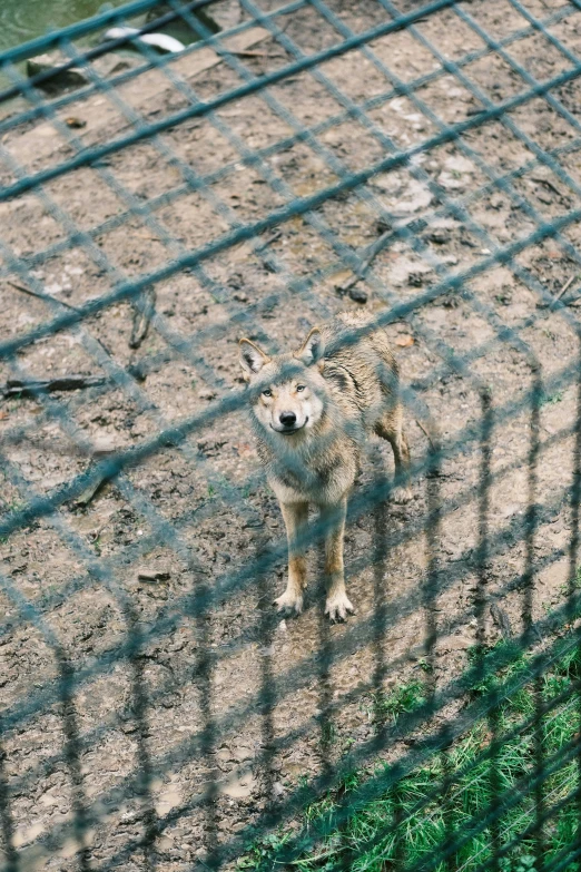 a dog behind a fence looking at the ground