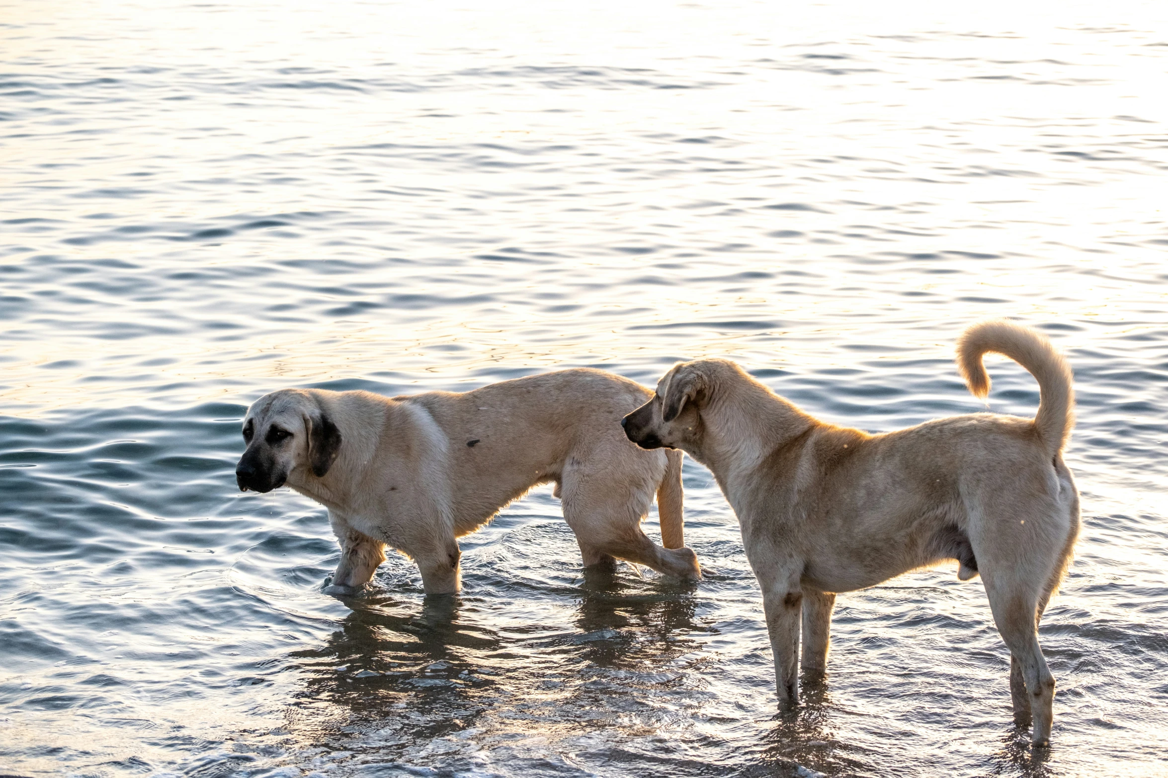 two large dogs walking in water at sunset