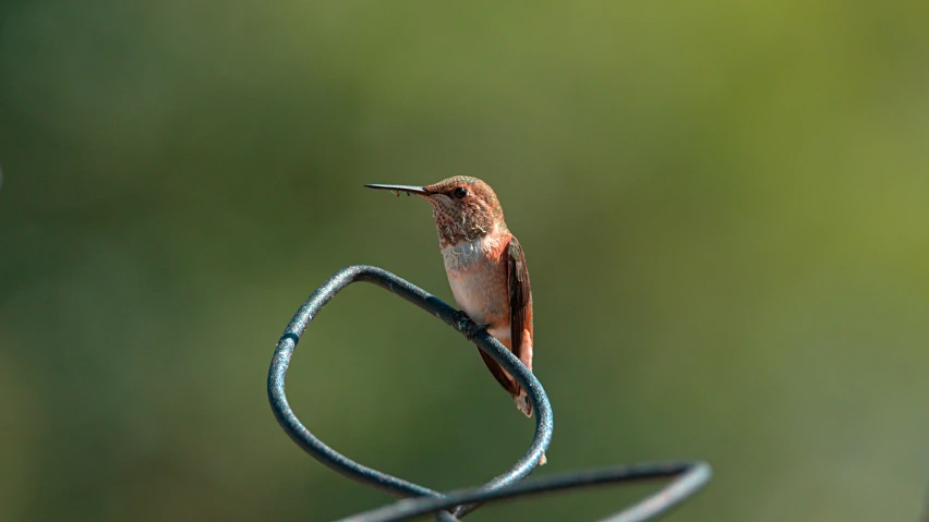 a humming bird sitting on top of barbed wire