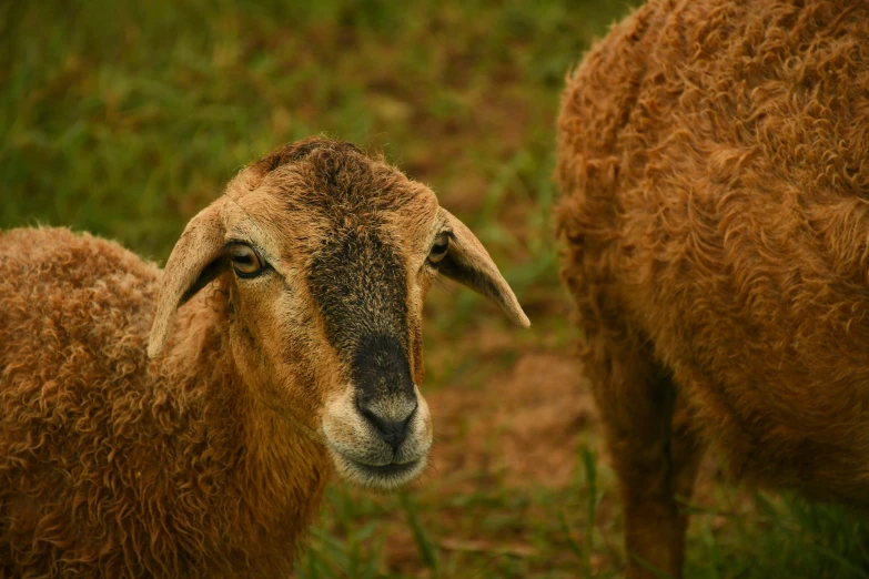 two gy looking sheep in a field with one goat