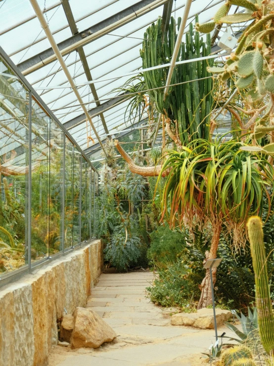 an inside of a greenhouse with many plants growing