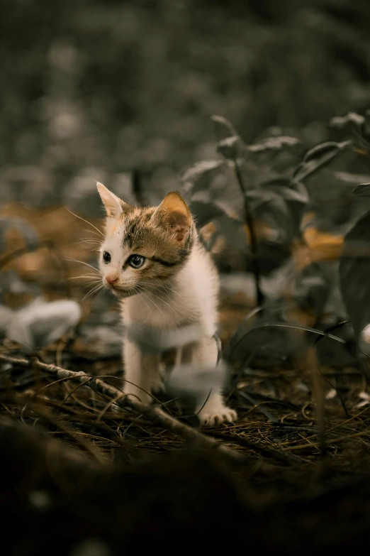 a kitten running across a field of green leaves