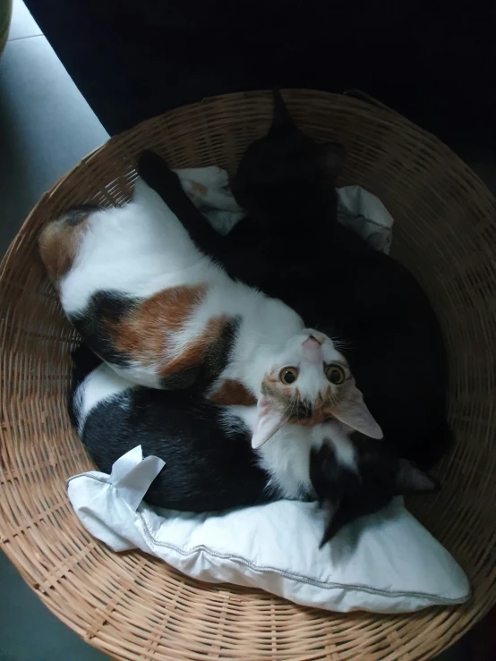 two black cats are lying together in a basket