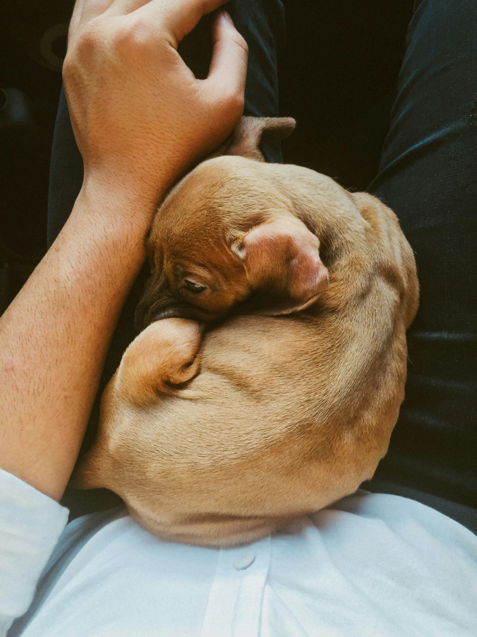 a hand holding a dog in it's lap