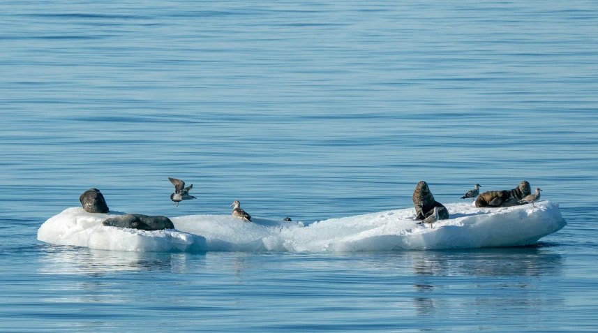 a couple of birds sit on a small iceberg floating in the middle of the ocean