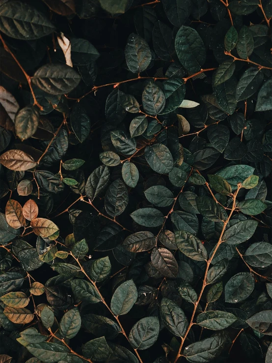 a group of plants with green leaves near each other