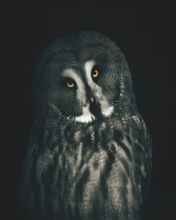 a close - up picture of an owl with bright yellow eyes
