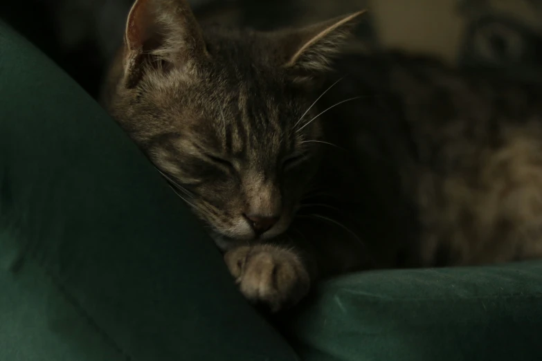 a cat is curled up with its eyes closed