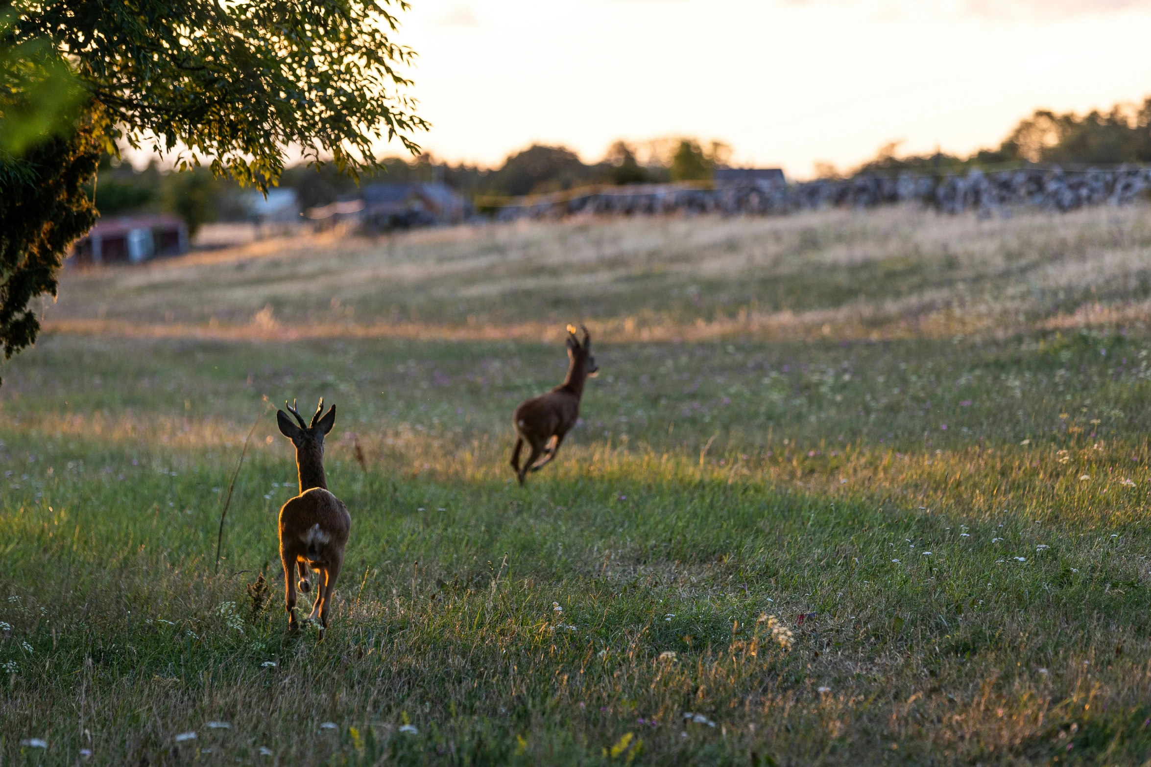 two deer running through a field during the day