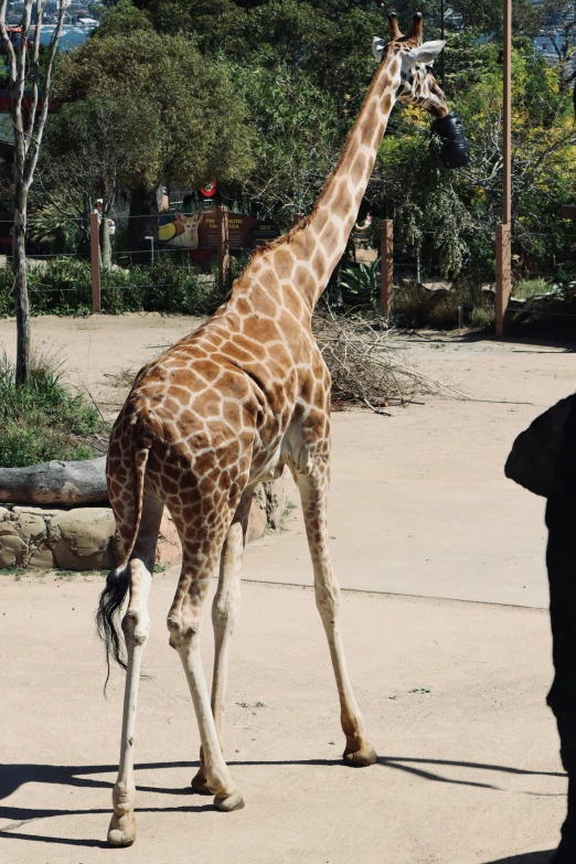 a giraffe walks around in an open area