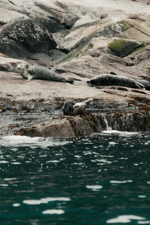 the seal is sleeping in a rock formation