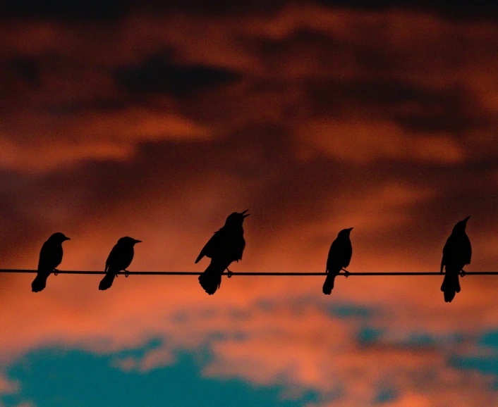 six small birds sitting on a wire with a sunset behind them