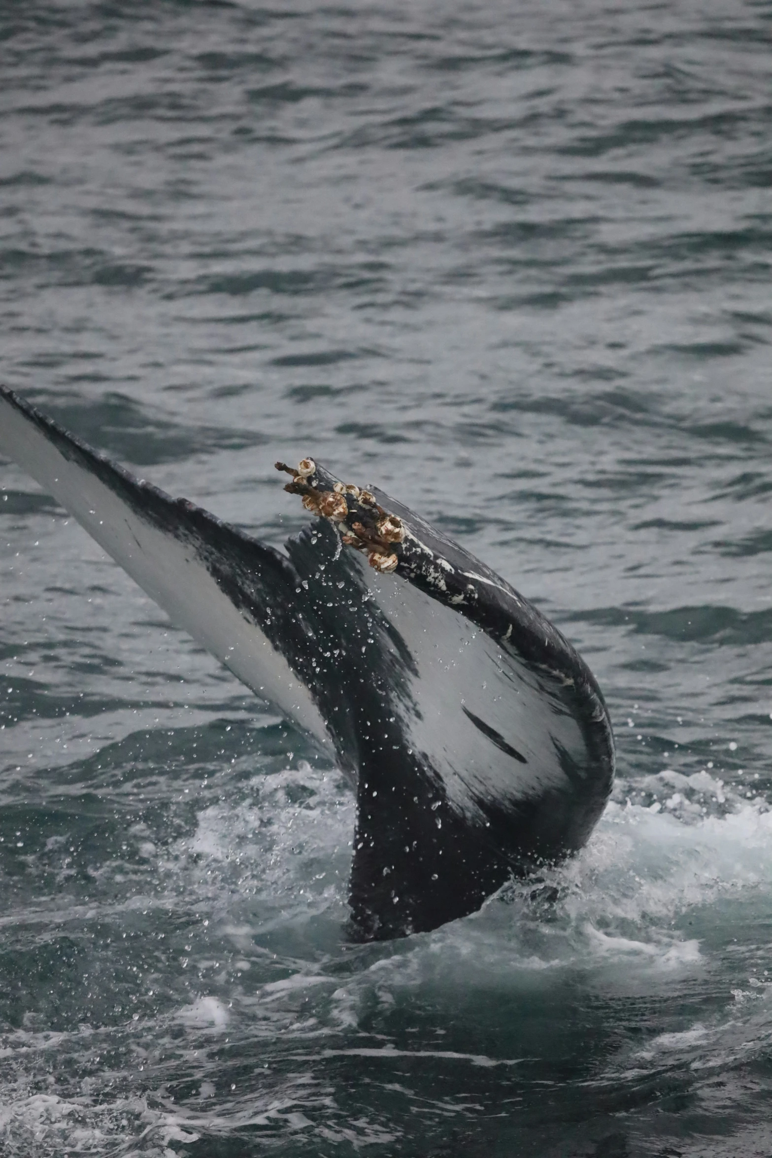 an odd looking boat with its mouth open on the surface