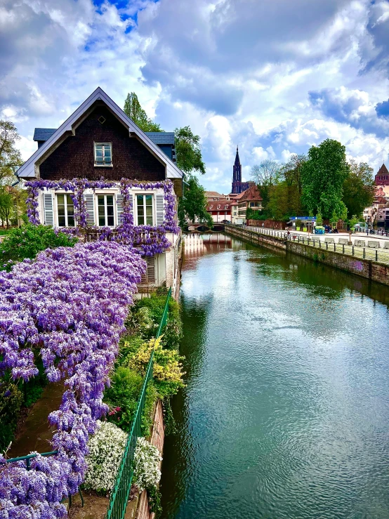 a lake that has purple flowers on it