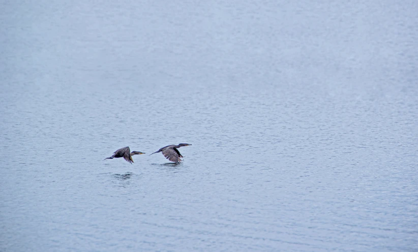 two birds are wading through the water