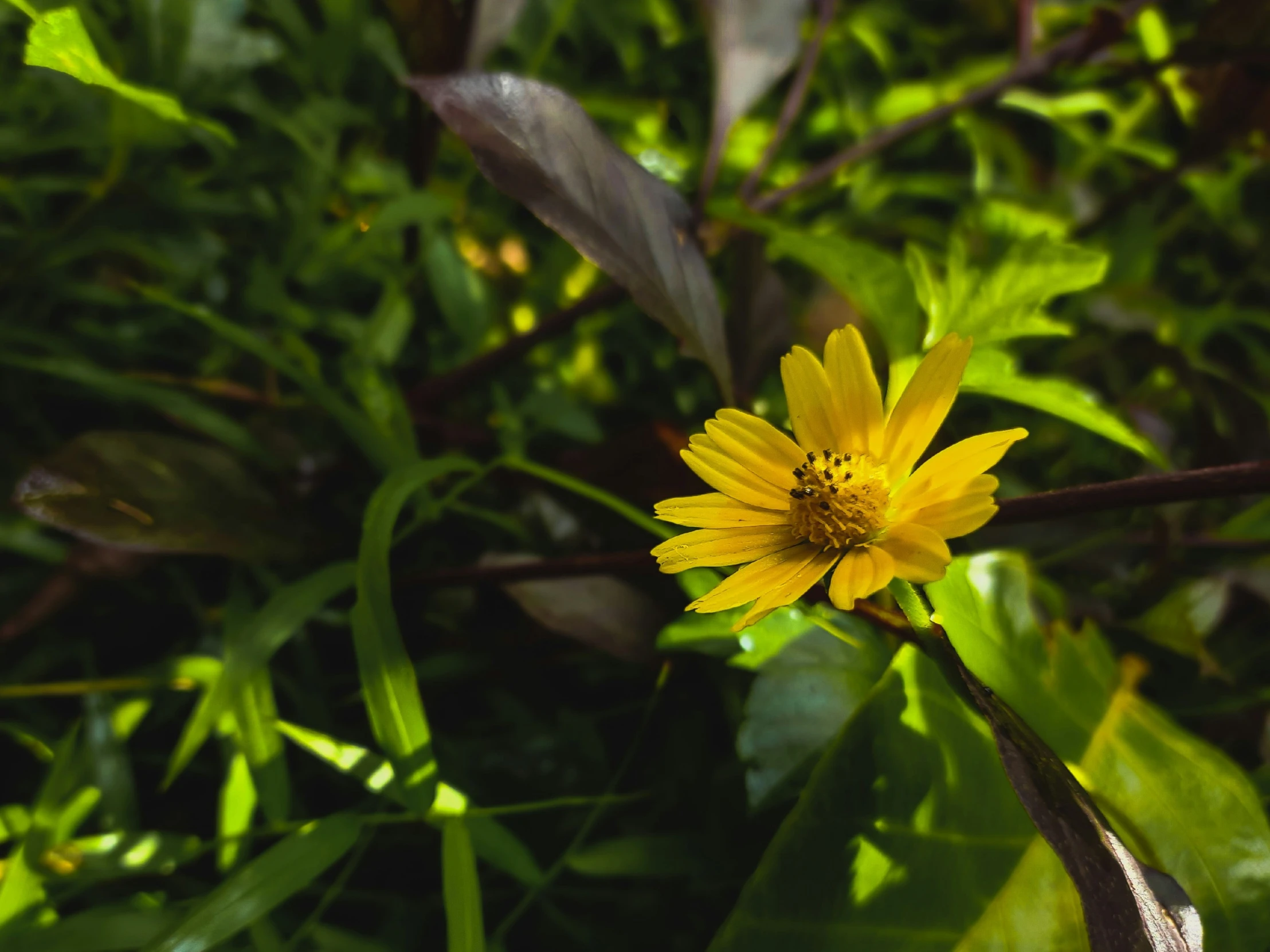 a very close s of a pretty yellow flower