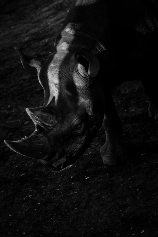 a black rhino looks upward as it stands in dark grass