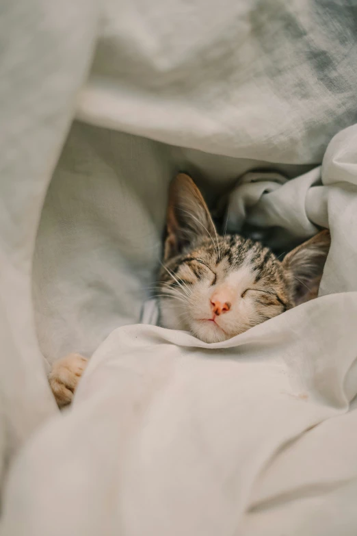 a small kitten sleeping on top of a blanket