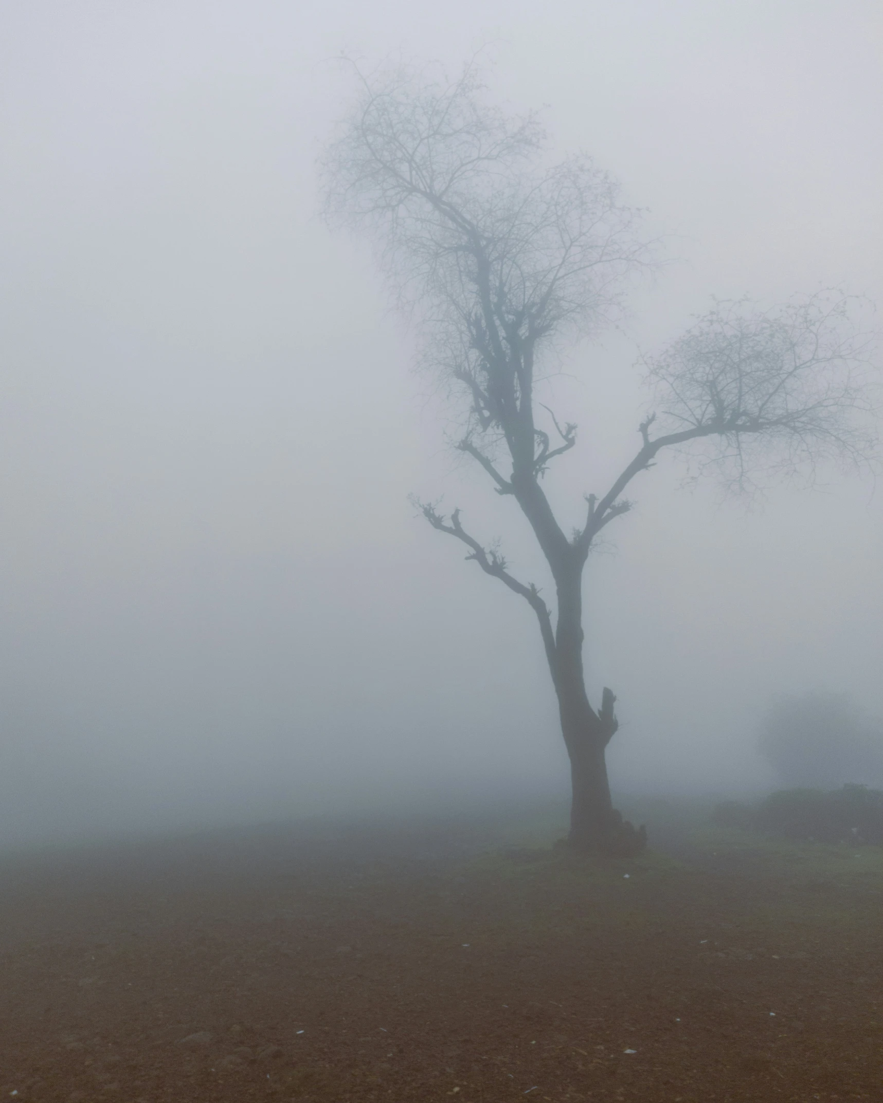 the lone tree is in the fog on a hill