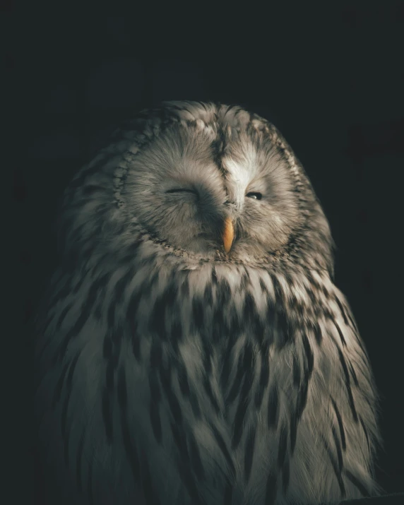 a close up of an owl in the dark