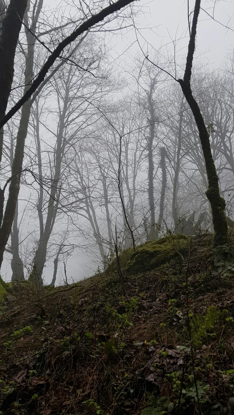 a bench near a forest that has no leaves on it