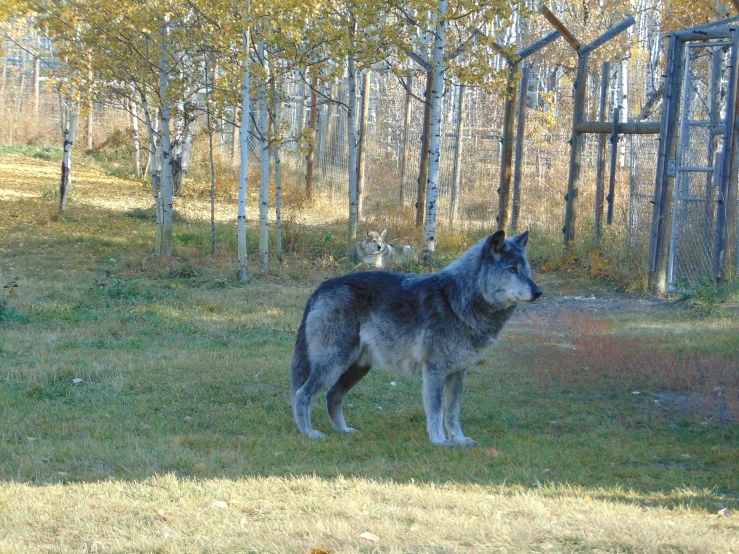 a wolf standing in the grass by a fence