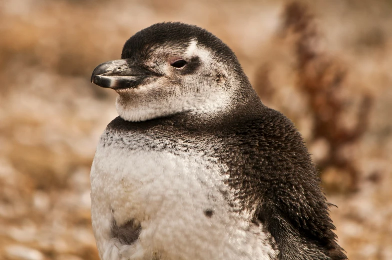 close up view of a small penguin with an unfocused face