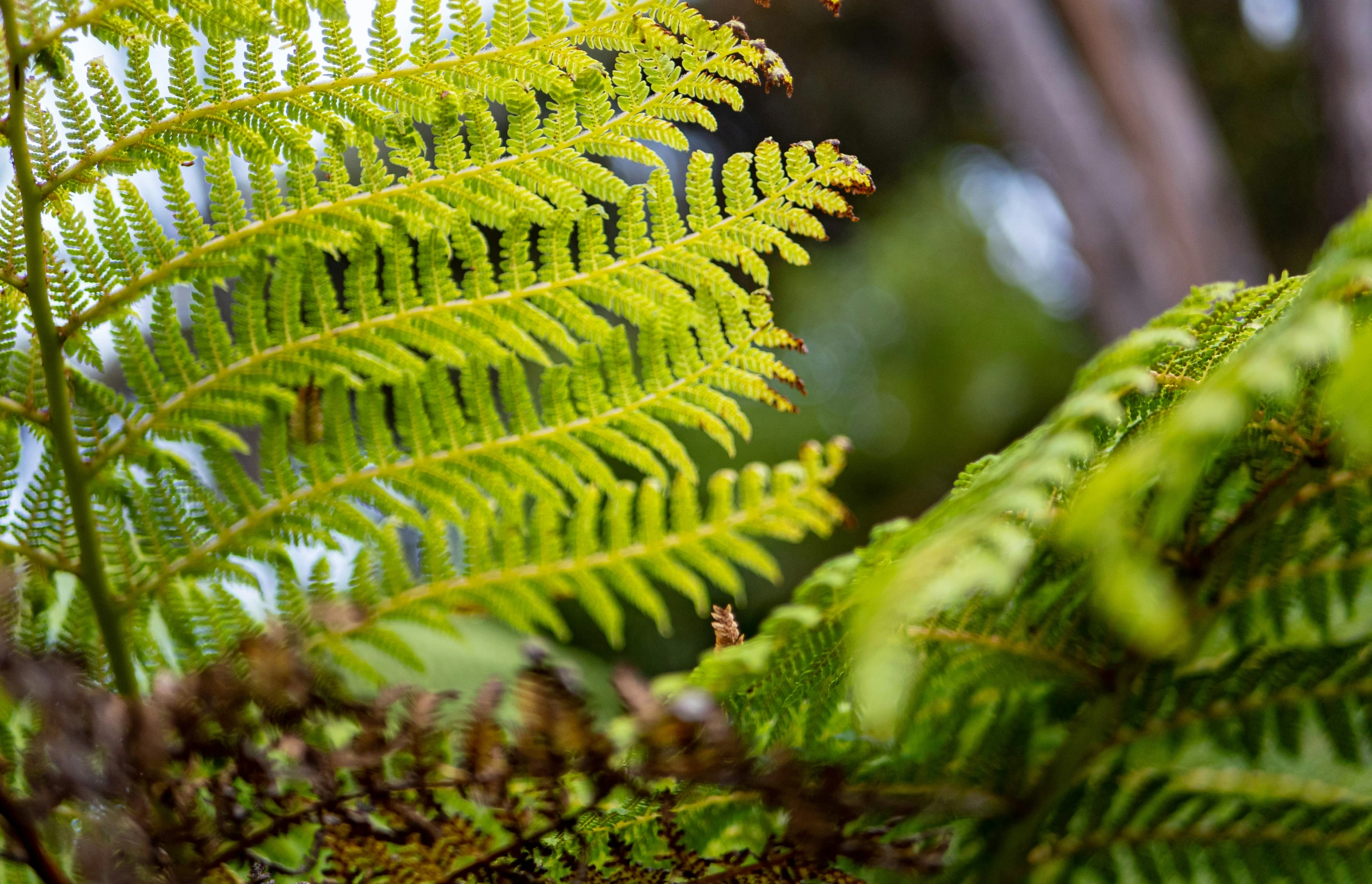 closeup image of green and yellow fern leaves